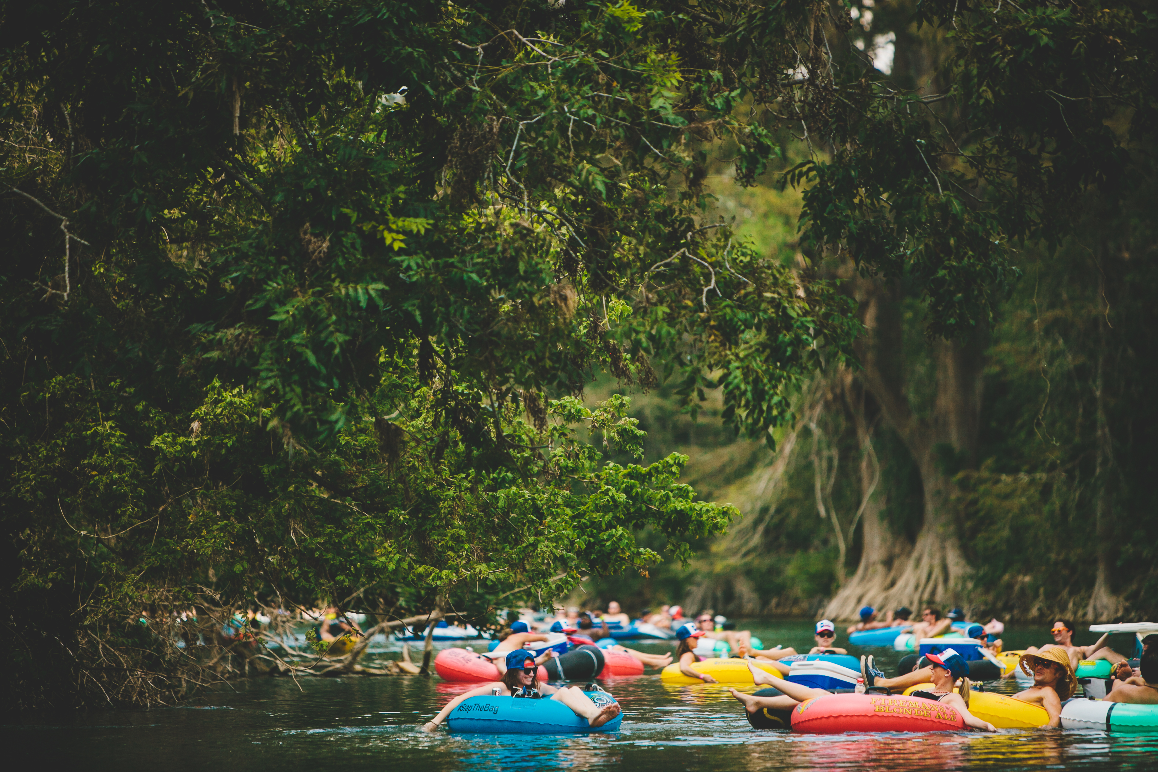 Big green cypress trees on the river